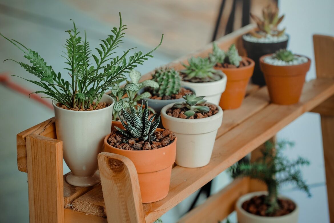 There are many plants that you can use to repel insects from your home. Here are six indoor plants you must consider to protect your home from insects.